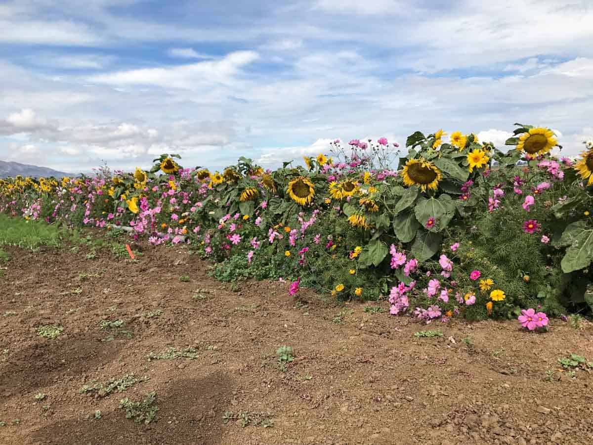 Field of a variety of flowers next to a dirt patch