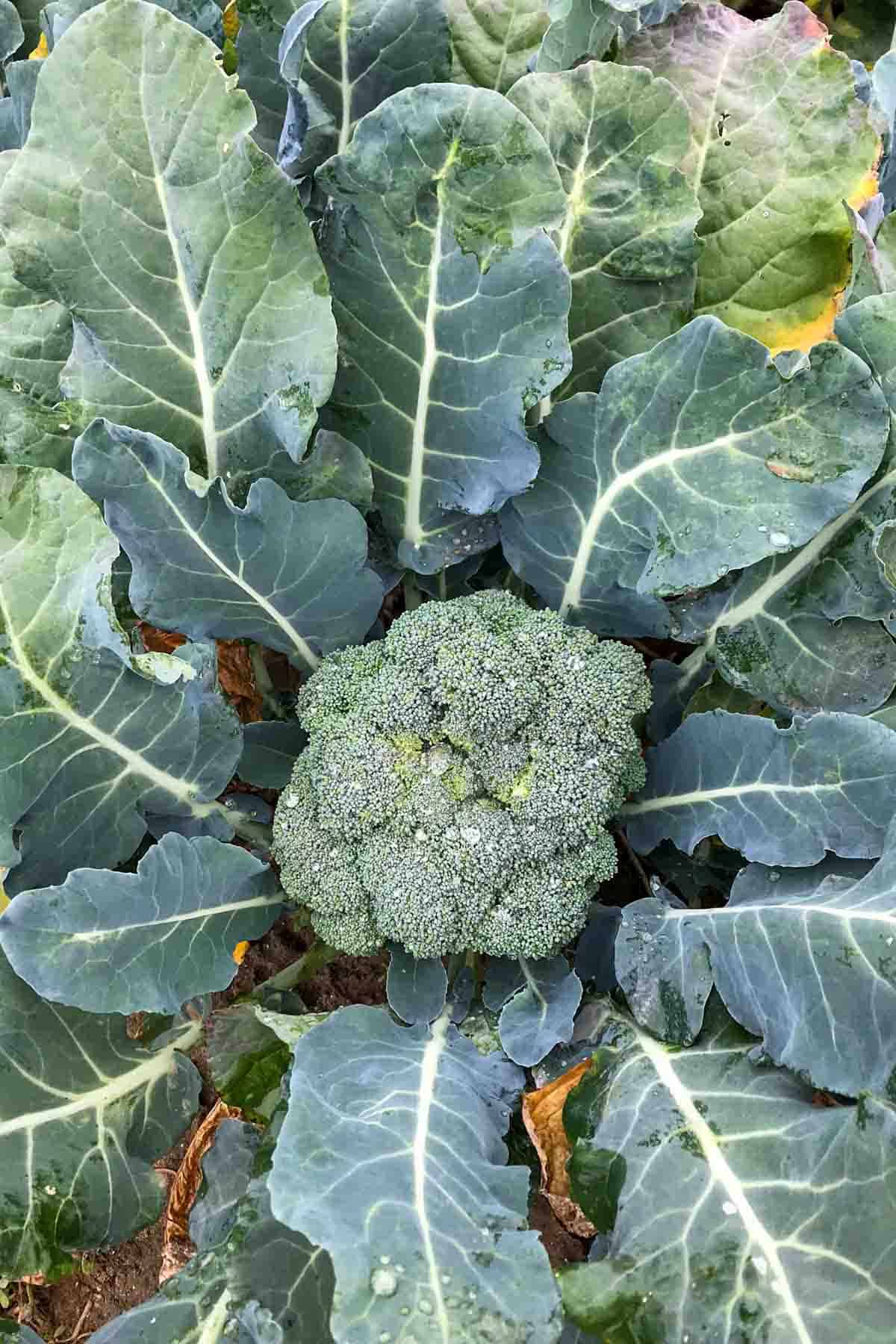 Head of broccoli growing in a field