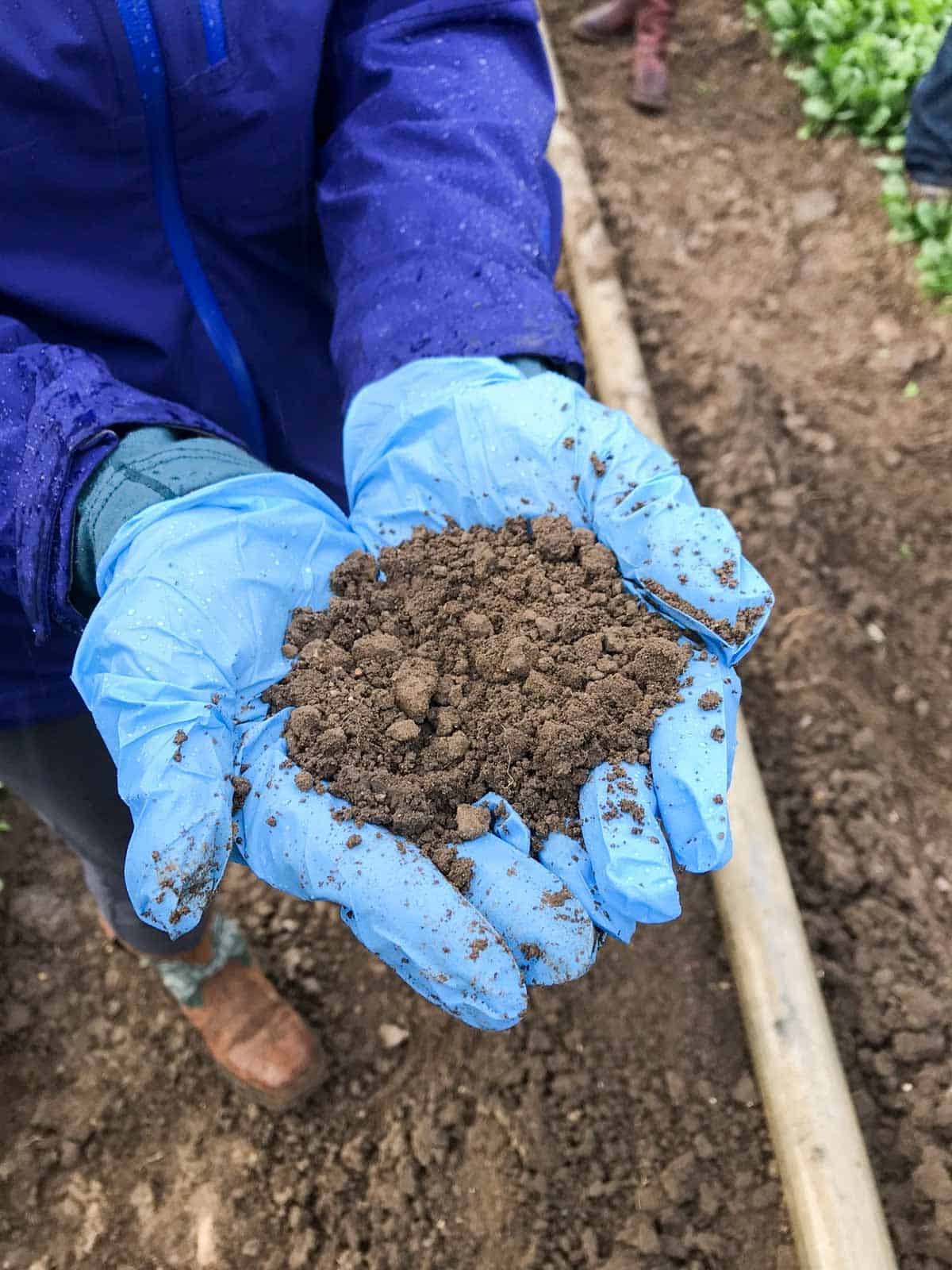 Blue gloved hands holding dirt