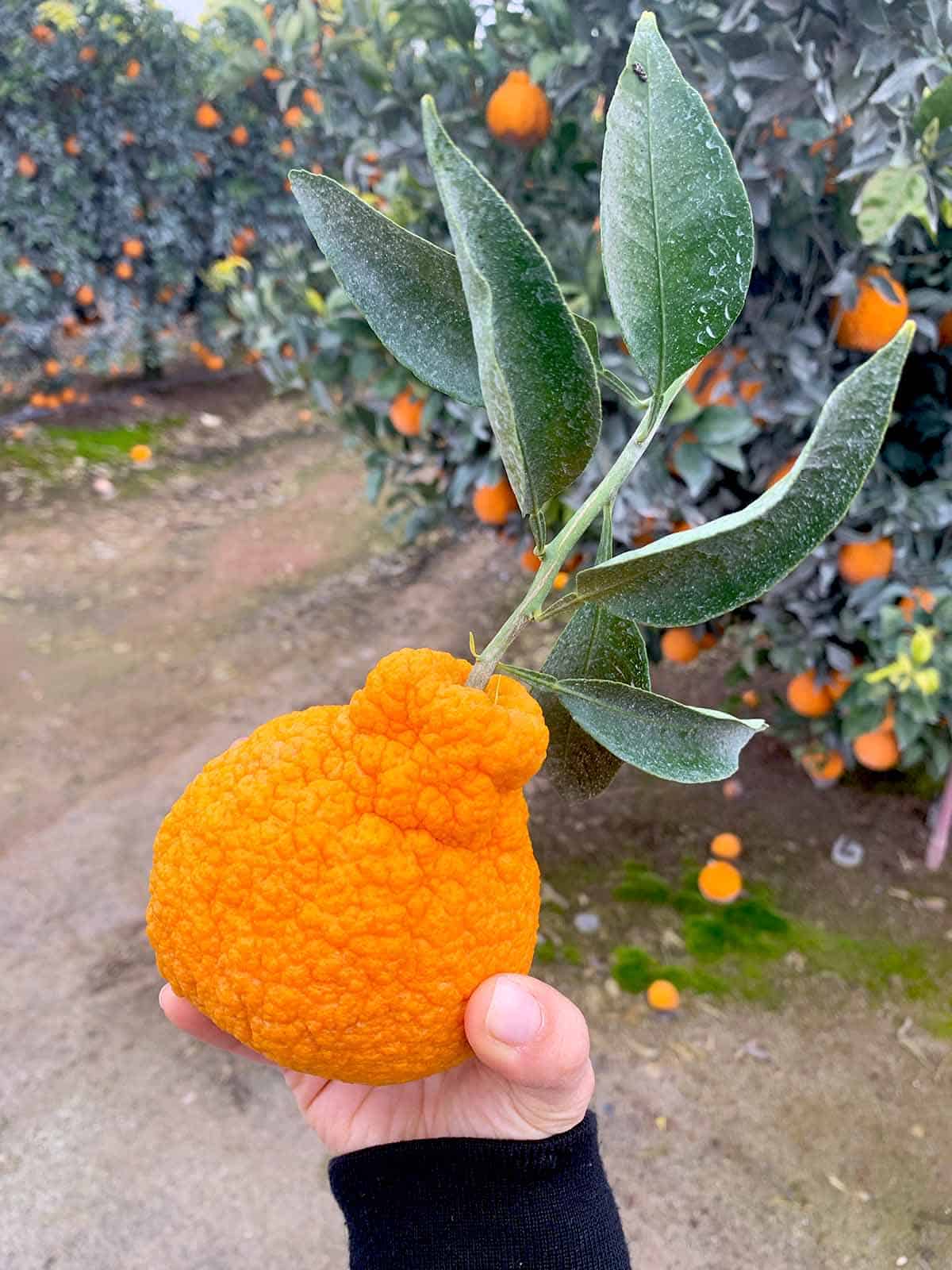 A hand holding a large orange citrus fruit with a stem and leaves on it over dirt