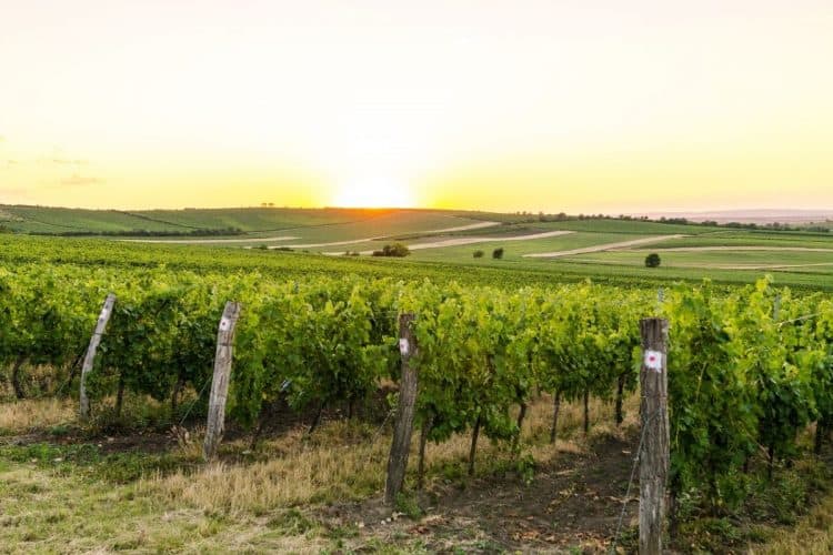 A photo of a vinyard at sunset